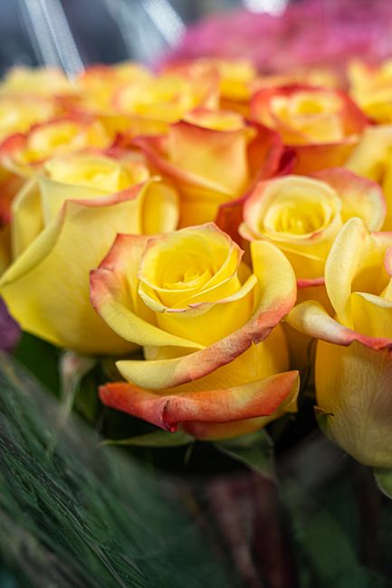 A close-up view of a bouquet of fresh yellow roses with pink-tinged petals, arranged in a dense cluster. The roses have velvety petals that are slightly curled at the edges, showcasing their vibrant y
