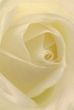 This close-up draws you straight into the tender heart of an ivory rose, as though you're enveloped by its softly spiraled petals in a quiet Walworth morning. Each matte, silky layer unfurls with a touch as delicate as the dawn, allowing gentle light to play between creamy curves and subtle shadows. The atmosphere is peaceful-a sense of calm and sincere emotion, ideal for sending comfort, admiration, or a heartfelt welcome to new beginnings. The soft luminosity radiates outward, reminiscent of tranquil moments shared in Walworth's vibrant community spaces. One almost imagines the light, sweet fragrance rising faintly from within, lingering as a whispered memory. As a florist rooted in Walworth, I see this rose as the epitome of care and meaning in every arrangement we prepare for delivery-each petal a tender message of empathy, hope, or celebration, reflecting the artistry and affection poured into bouquets destined for homes all across our neighbourhood.